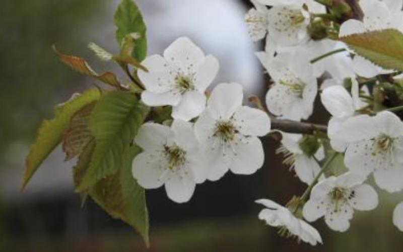 <p>De Kersenbloesemroute Mierlose Zwarte is het allermooiste fietsen als de bomen in bloei staan. Dat is rond begin april. Maar ook op andere momenten is het een heerlijke route om te fietsen.</p>
